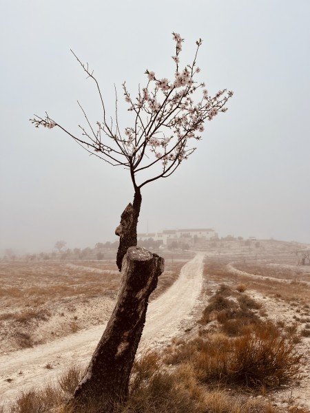 maana-con-niebla