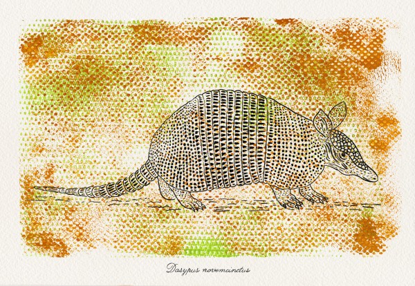 armadillo