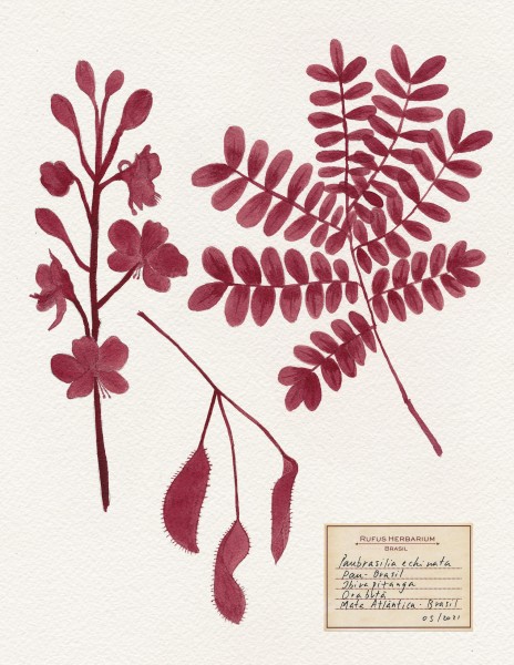 rufus-herbarium